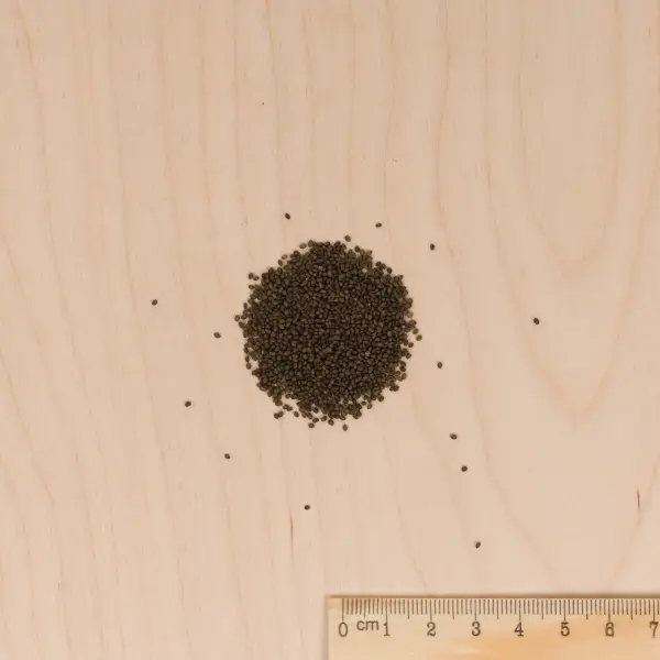 Aromatiques - Sarriette Commune - MEDIA_3D